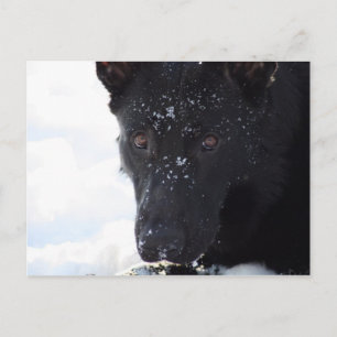 Black German Shepherd Vykort