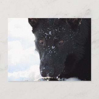 Black German Shepherd Vykort
