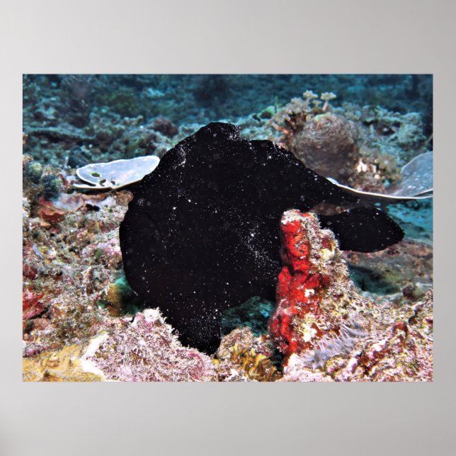 Black Giant Frogfish Poster (Framsidan)