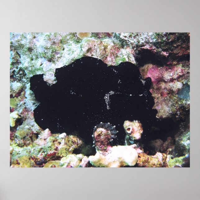 Black Giant Frogfish Poster (Framsidan)