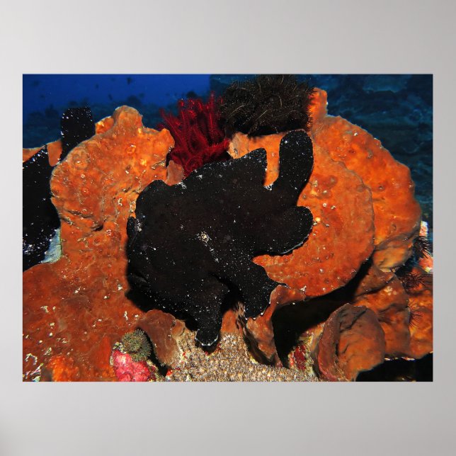 Black Giant Frogfish Poster (Framsidan)
