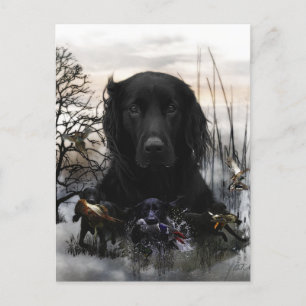Black Golden Retrievers Vykort