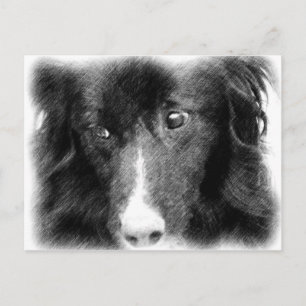 Black Gräns Collie Animal Art Postcard Vykort