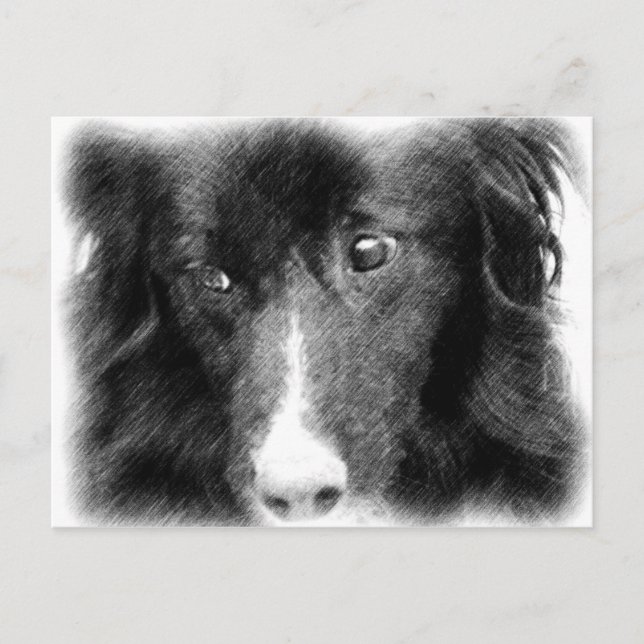 Black Gräns Collie Animal Art Postcard Vykort (Framsida)