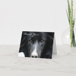 Black Gräns Collie Ansikte Hund tackkort