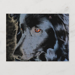 Black Gräns Collie Ansikte Hund vykort
