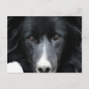 Black Gräns Collie Ansikte Hund vykort