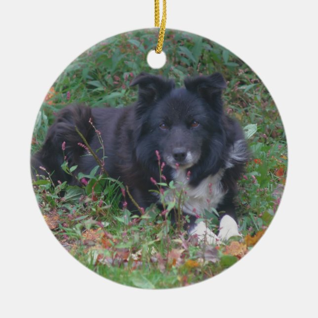 Black Gräns Collie Cute Hund Ornament (Framsidan)