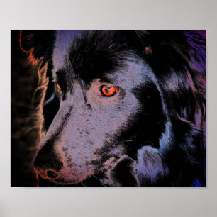 Black Gräns Collie Hund Art Poster