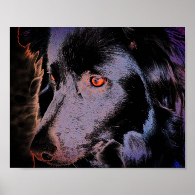 Black Gräns Collie Hund Art Poster (Framsidan)