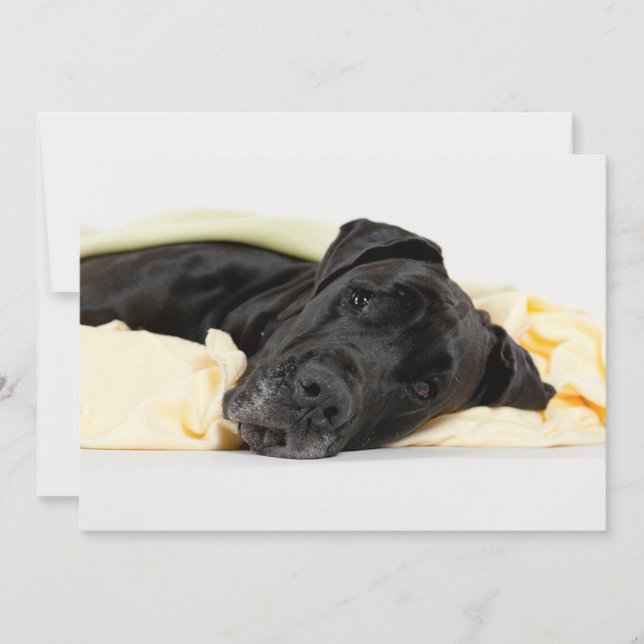 Black Great dane - Deutsche Dogge schwarz (Framsida)