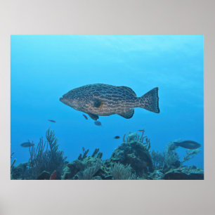 Black Grouper i Roatan Poster