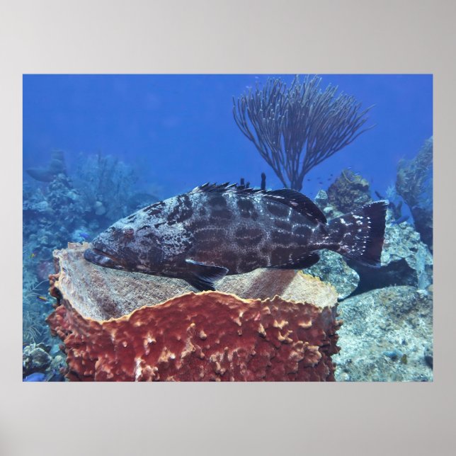 Black Grouper på Reef Poster (Framsidan)