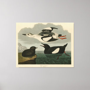 Black Guillemot från Audubon's Birds of America Canvastryck