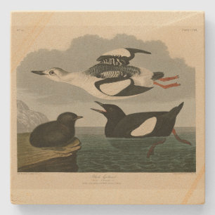 Black Guillemot från Audubon's Birds of America Stenunderlägg