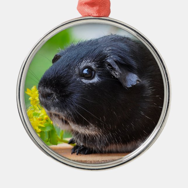 Black Guinea Gris Ceramic Ornament (Framsidan)