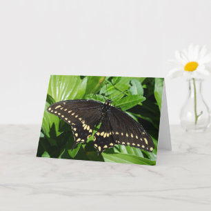 Black Gult Spoted Butterfly Close Photo Kort