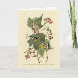 Black & Gult Warblers Audubon's Birds of America Kort