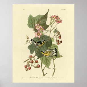 Black & Gult Warblers Audubon's Birds of America Poster