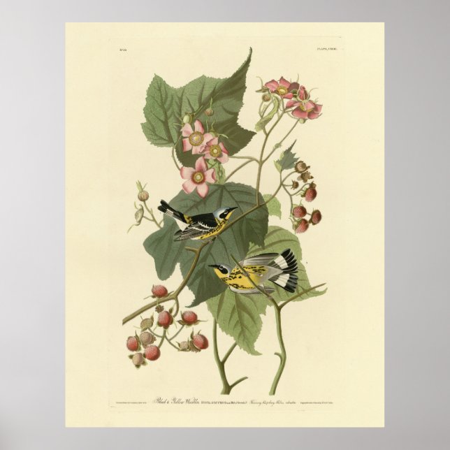 Black & Gult Warblers Audubon's Birds of America Poster (Framsidan)