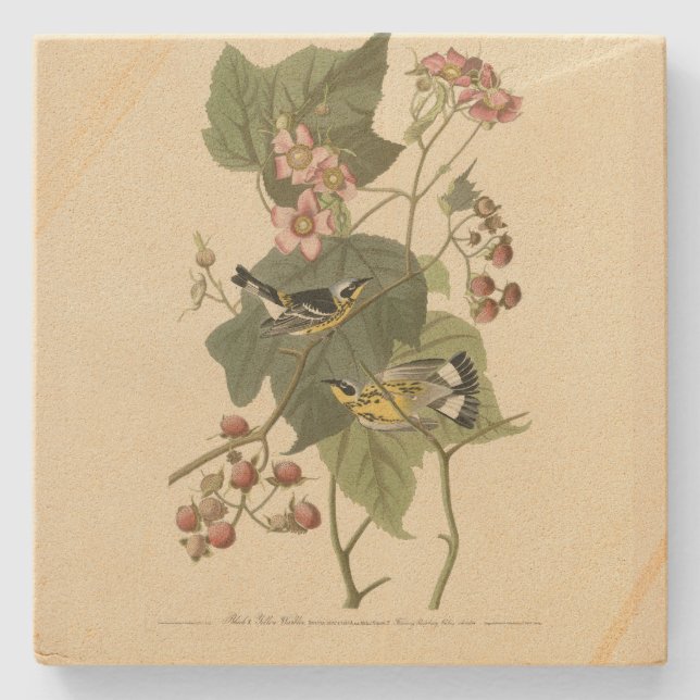 Black & Gult Warblers Audubon's Birds of America Stenunderlägg (Framsidan)