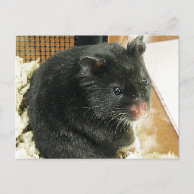 Black Hamster Vykort (Framsida)