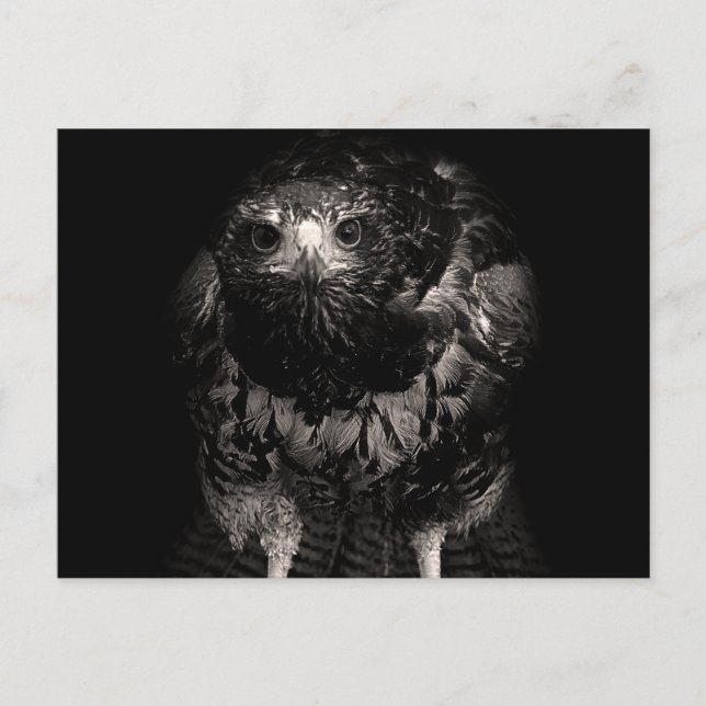 Black Hawk Vykort (Framsida)