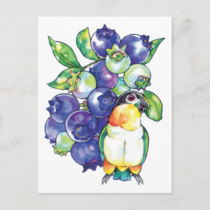 Black Head Caique med Blueberry Vykort