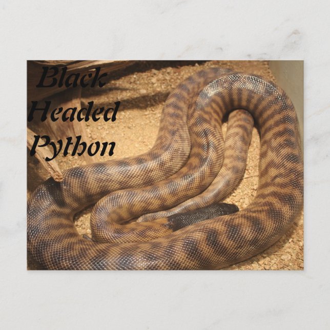 Black Headed Python Vykort (Framsida)