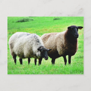Black Heaep Sheep Vykort