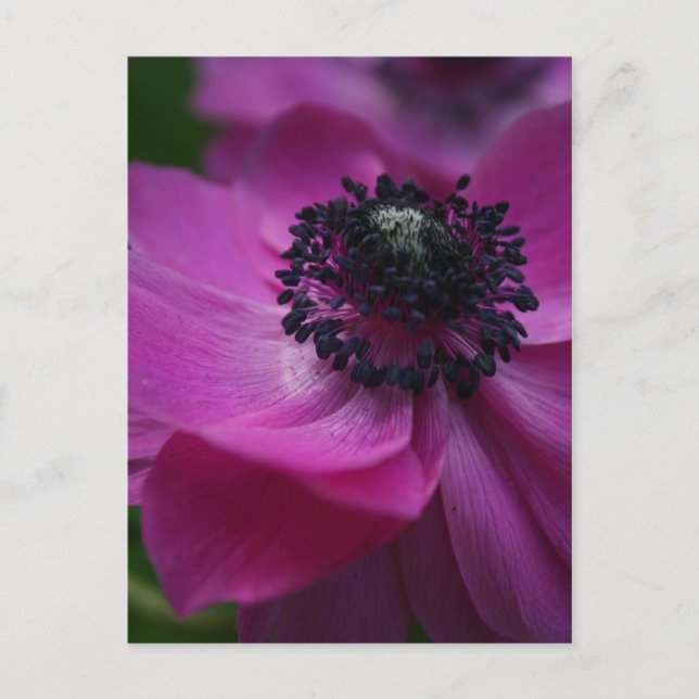 Black Heart Floral Photographic Postcard Vykort (Framsida)
