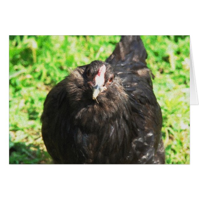 Black Hen Hälsningskort (Framsidan Horizontal)