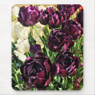 Black Hero Tulips, Oregon Musmatta