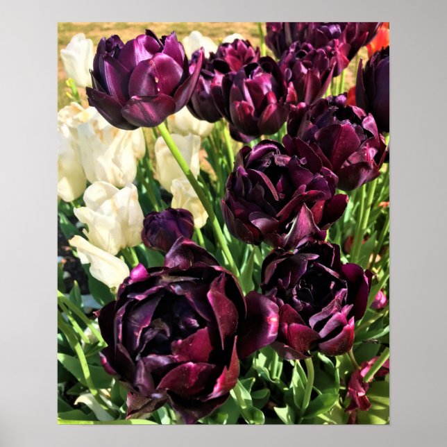 Black Hero Tulips, Oregon Poster (Framsidan)