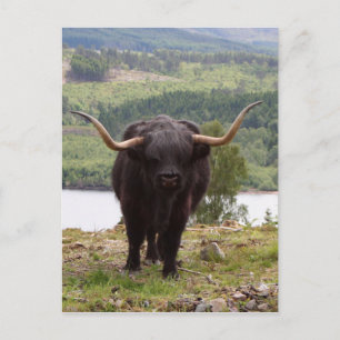 Black Highland cattle, Skottland Vykort