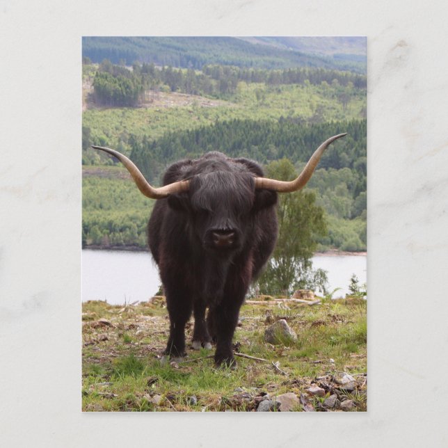 Black Highland cattle, Skottland Vykort (Framsida)
