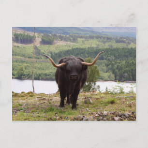 Black Highland cattle, Skottland Vykort