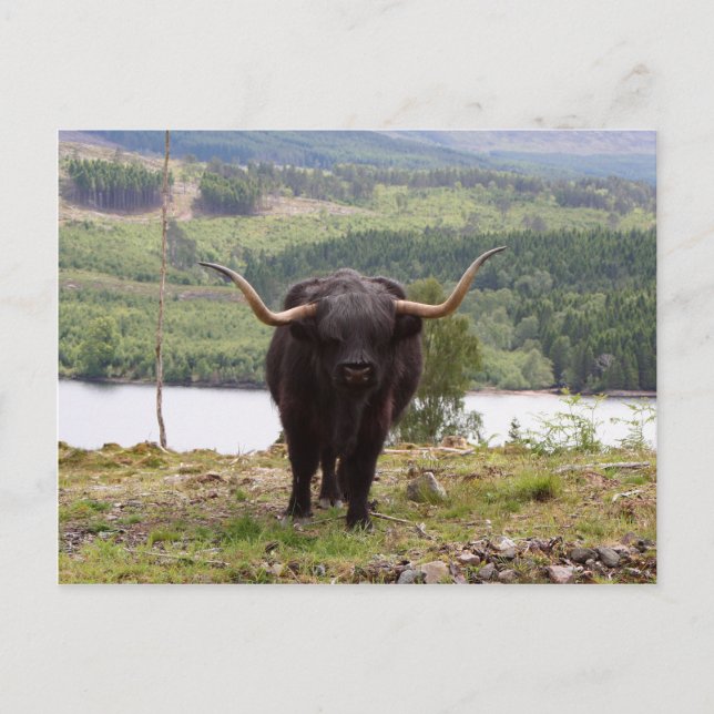 Black Highland cattle, Skottland Vykort (Framsida)