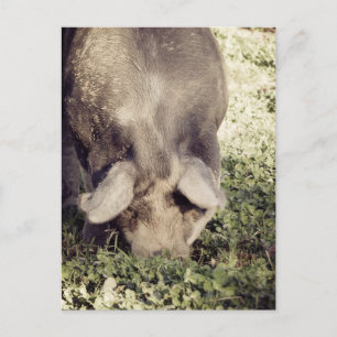 Black Hog Gris Rooting in Grass Vykort