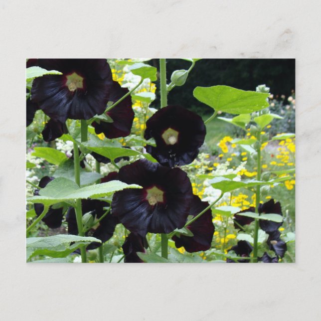 Black Hollyhocks Vykort (Framsida)