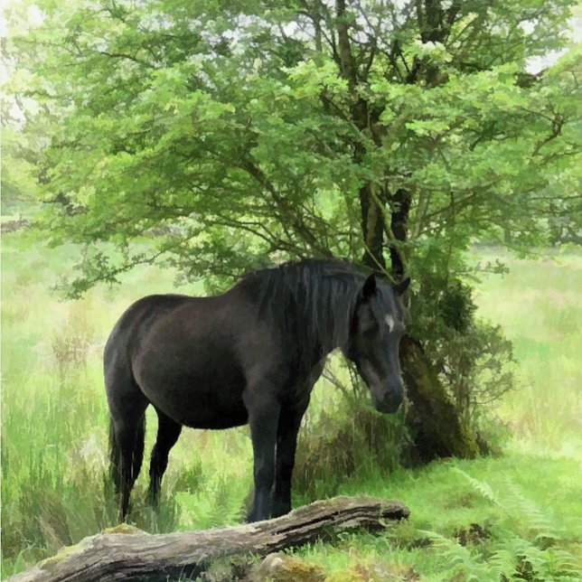 BLACK HORSE (A beautiful black mare resting in the shade of a tree. )