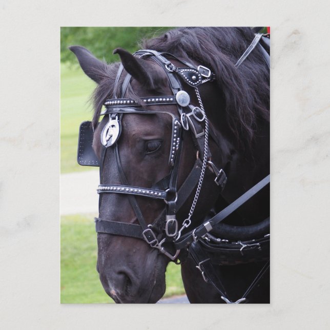 Black Horse 384 Birthday Postcard Vykort (Framsida)