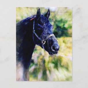 Black Horse Digital Art Vykort
