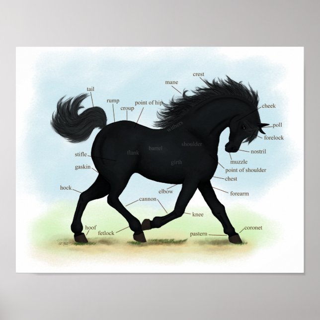 Black Horse eller Pony Equine Anatomy Poster (Framsidan)