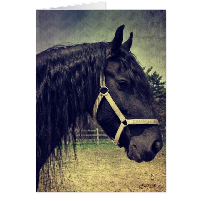 Black Horse Hälsningskort (Framsidan)