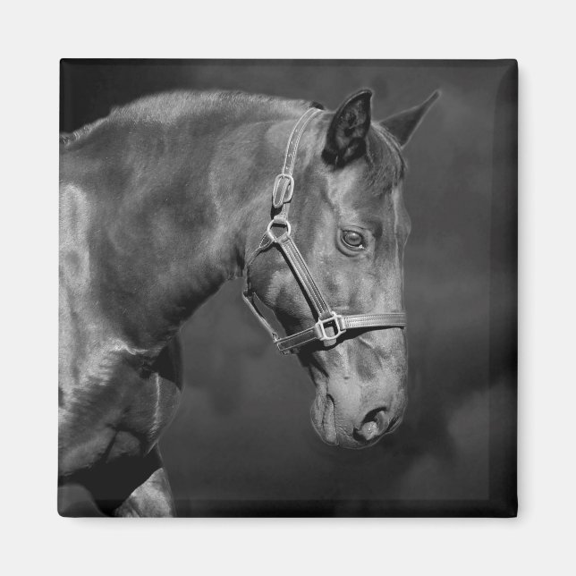 Black Horse head Magnet (Framsidan)