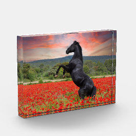 Black Horse i Poppy Fält