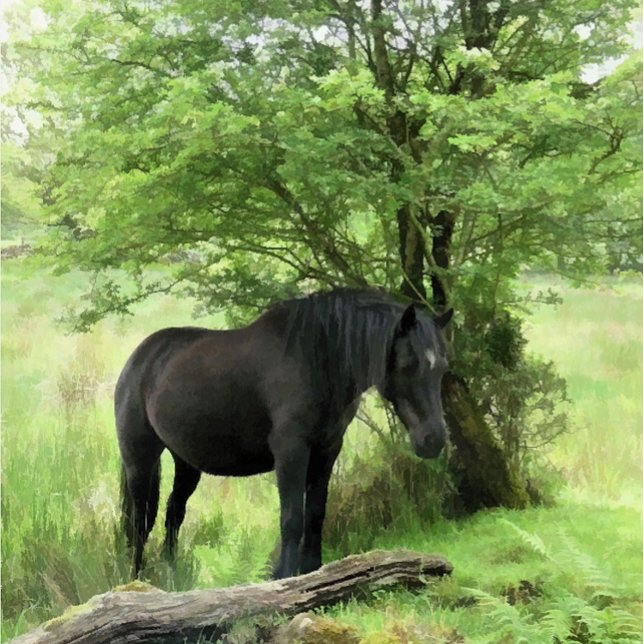 BLACK HORSE KNOPP (A beautiful black mare resting in the shade of a tree.)