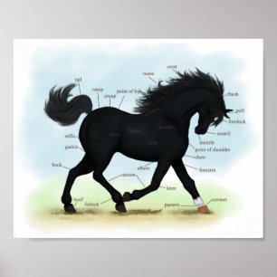 Black Horse med Star & Sock Anatomy Chart Poster