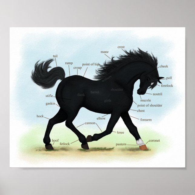 Black Horse med Star & Sock Anatomy Chart Poster (Framsidan)